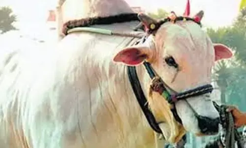 Animal Husbandry Department to promote native breeds of cattle