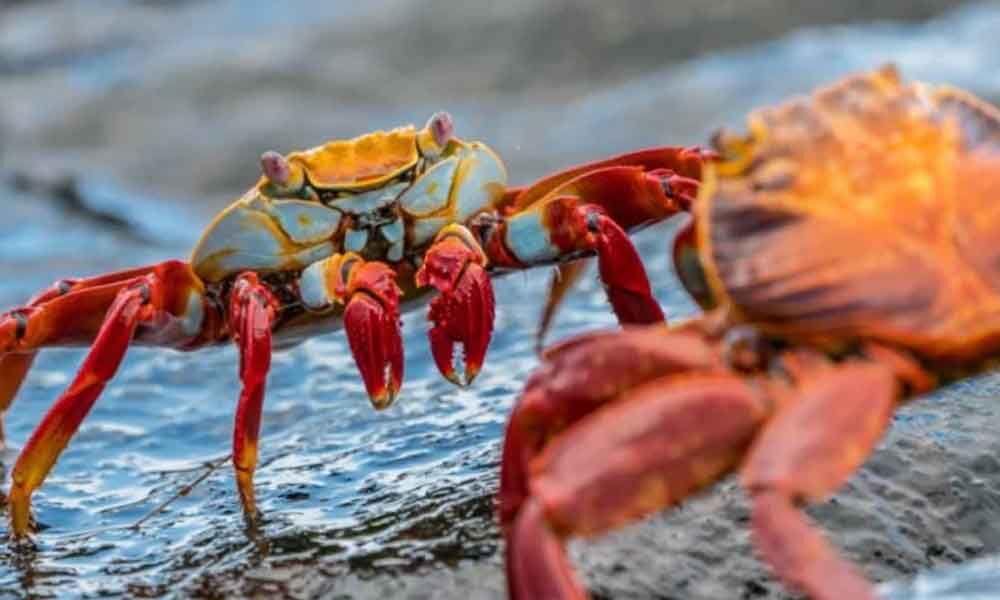 Researchers Analyzed The Evolutionary History Of Crabs As It Has