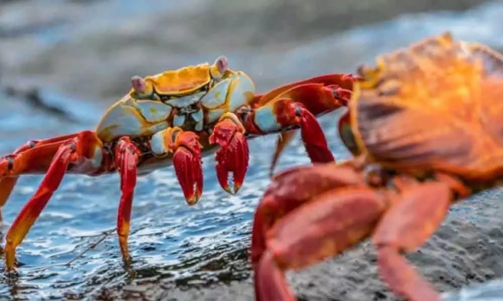 Researchers Analyzed The Evolutionary History Of Crabs As It Has Evolved At Least Five Times In The Last 250 million years