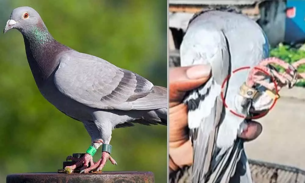 Pigeon with Chinese badge spotted in Prakasam