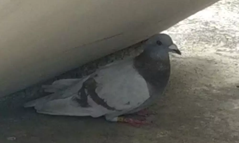 Pigeon with a tag found in Chimakurthy