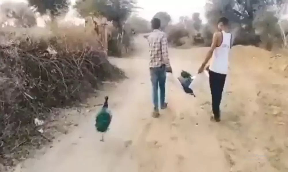 Watch The Trending Video Of A Peacock Refusing To Say Goodbye To His Partner