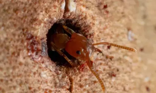 Researchers Found Ants May Heal And Repair Wounded Trees
