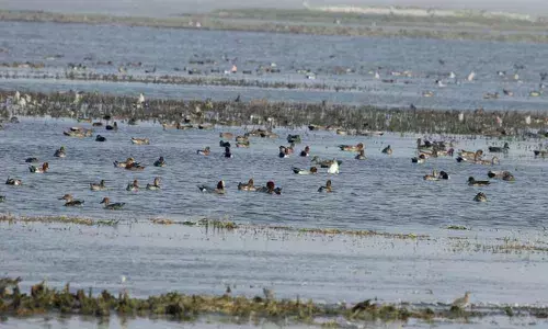 Fewer winged Visitors sighted in the lagoon: Recorded 15% Decline