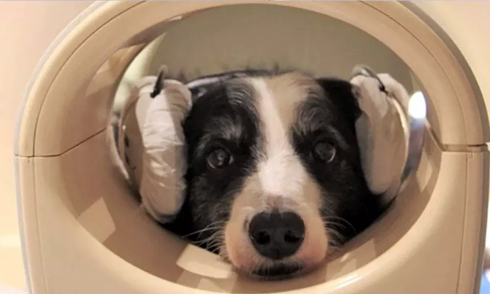 One of the dogs having a brain scan in an MRI machine. (Eniko Kubinyi)