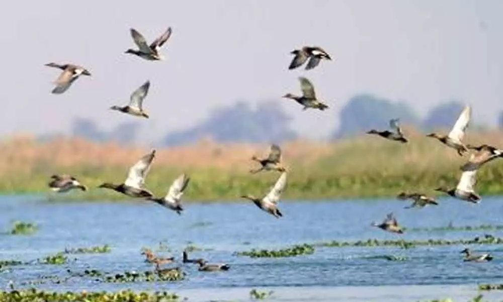 Tamil Nadu push for Ramsar tag for 13 wetlands in state