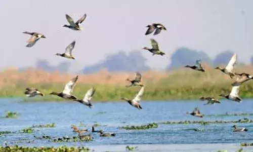 Tamil Nadu push for Ramsar tag for 13 wetlands in state