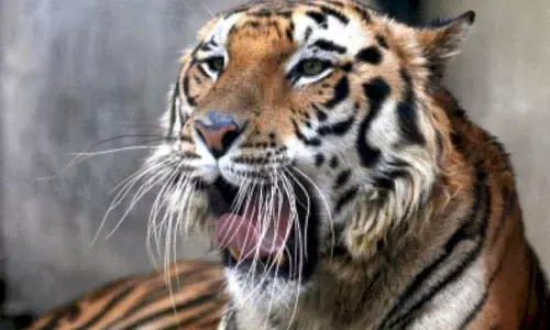 12-year-old girl dies in tiger attack in UP