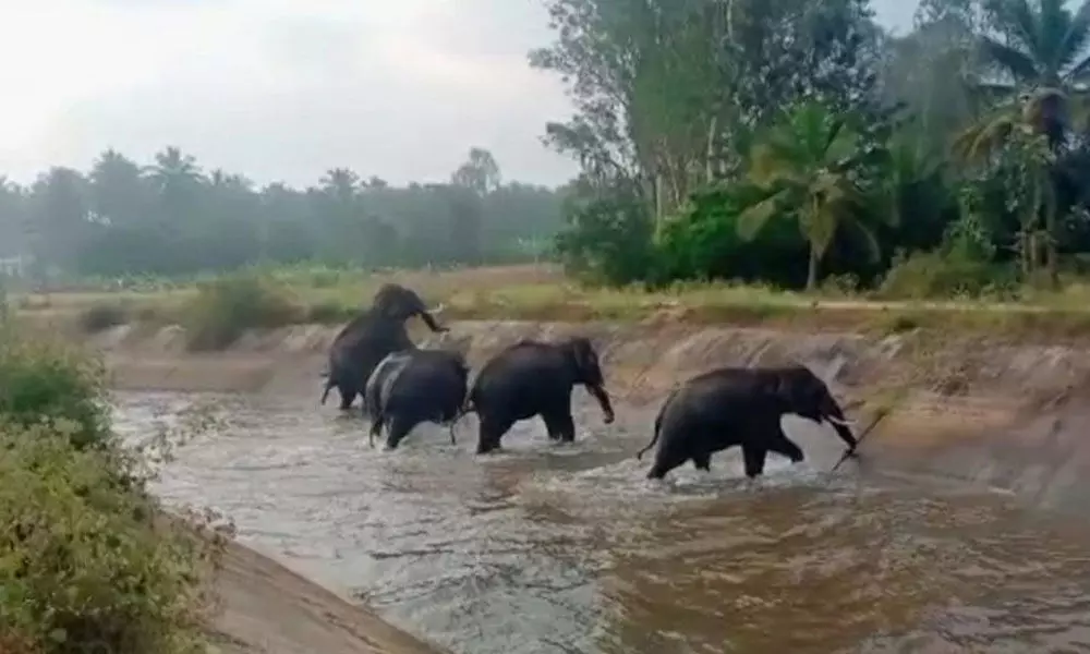 Mysuru: Jumbos stranded in canal, later escape to forest