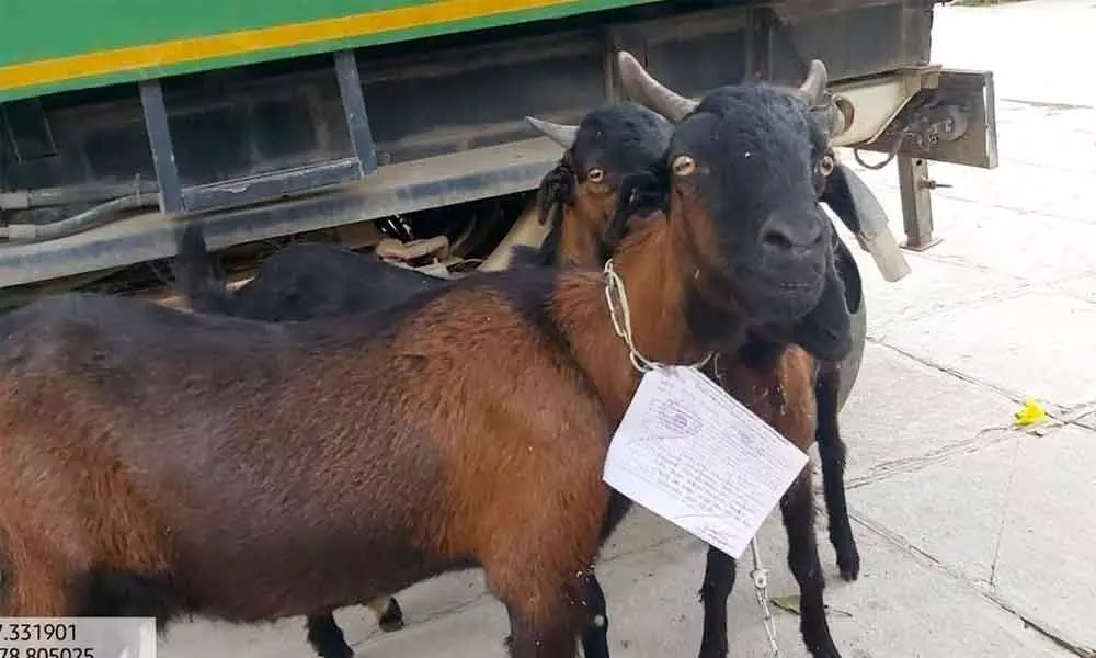 Goats with Rs 10,000 fine receipt on their necks at the gram panchayat office at Jalalpuram village in Bhoodan Pochampally mandal