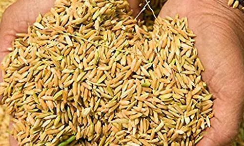 Vijayawada: AP government to buy 50 lakh MT paddy