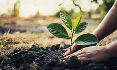 Target set for plantation of 44 lakh saplings in Adilabad