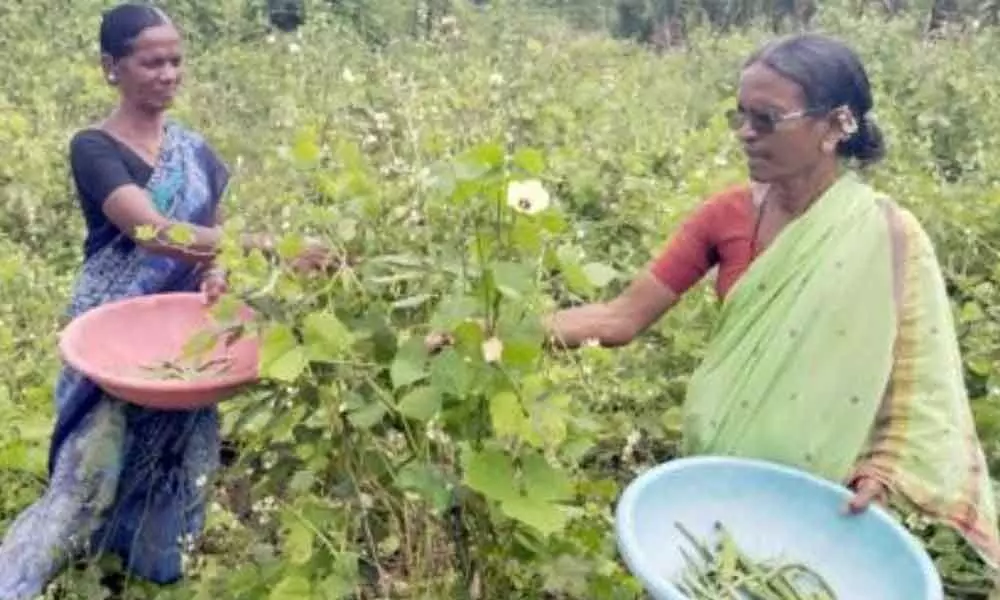 Kamareddy: Farmer sisters laugh all the way to banks