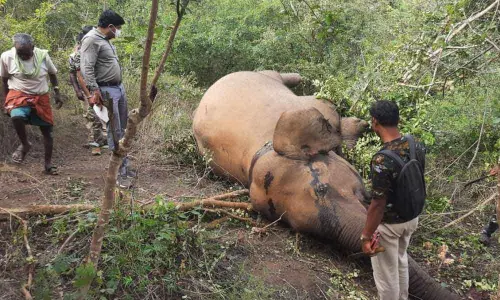 Elephant found dead