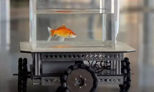 Israeli Scientists Train Goldfish to Drive, Fish operated vehicle