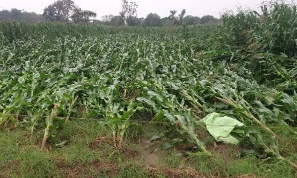 Maize crop damaged in several places in Jagtial district due to hailstorm