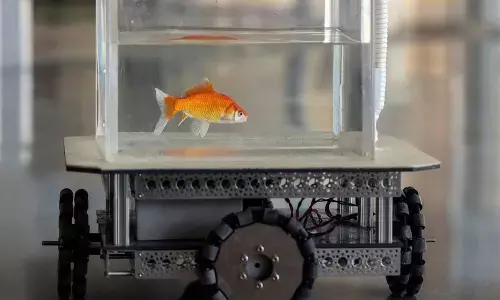 Israeli Scientists Train Goldfish to Drive, Fish operated vehicle