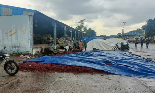 Farmers trying to protect chillies from rain by covering a plastic sheet in Guntur Mirchi Yard on Wednesday
