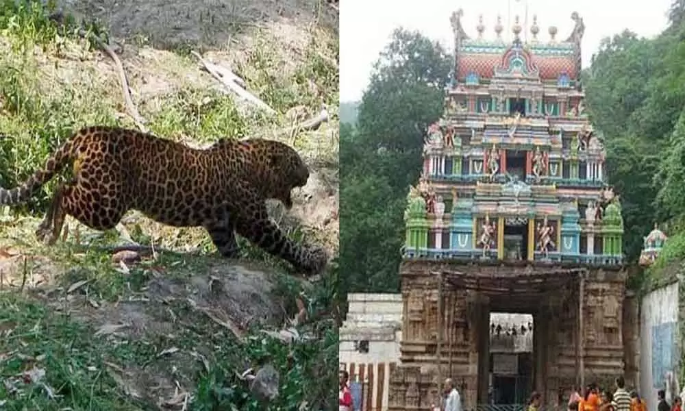Andhra Pradesh: Leopard attacks a devotee at a temple in Ahobilam of Kurnool district