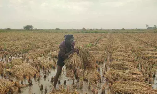 Paddy fields inundated by rainwater in Karlapalem mandal of Guntur district on Thursday