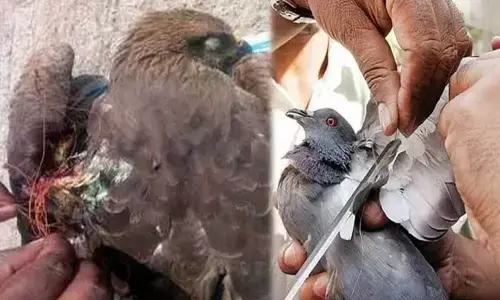 Mobile squads formed to enforce ‘killer’ manja ban