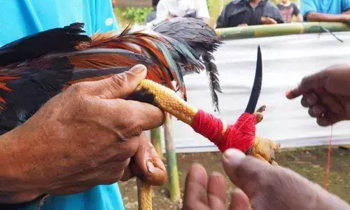 Picture for representatiional purpose only