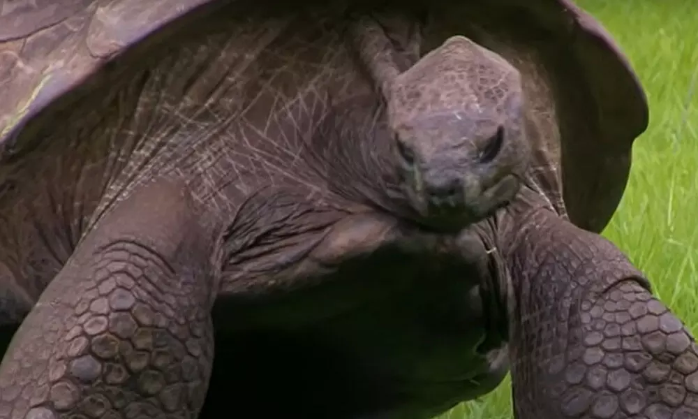 190 Years Old Tortoise