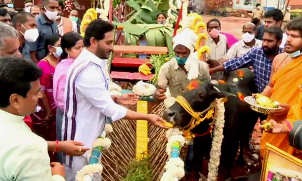 YS Jagan participates in Sankranti celebrations at Tadepalli