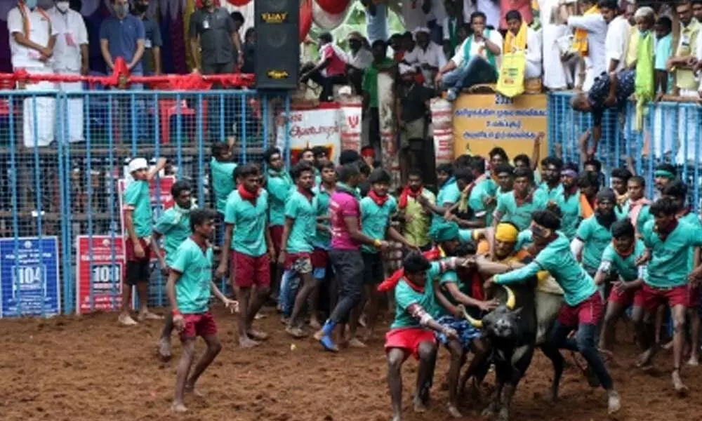 Jallikattu held in Tamil Nadu as part Pongal celebrations