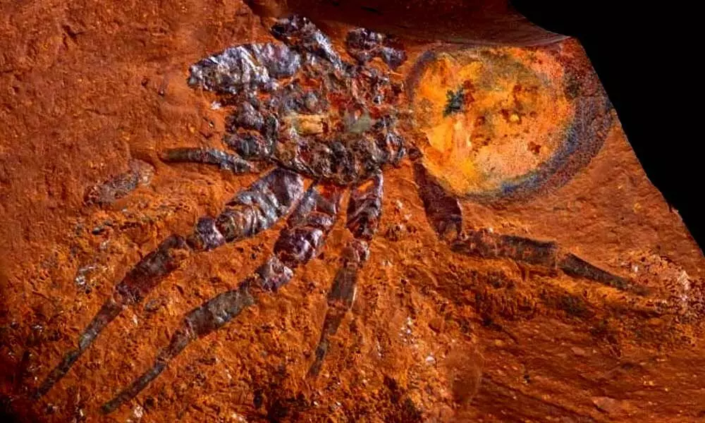 A spider fossil from McGraths Flat. (Michael Frese)