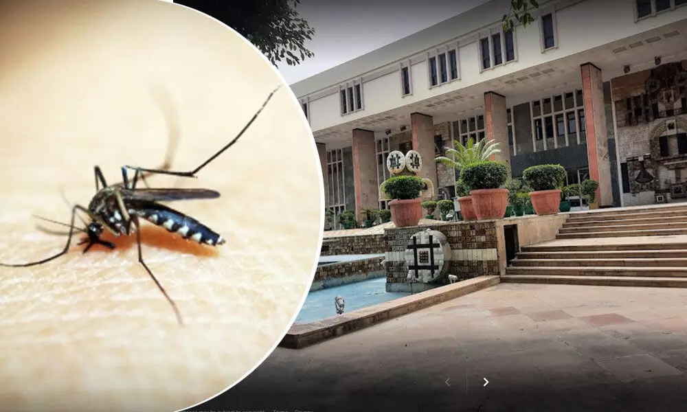 Task forces formed to tackle mosquito menace, Delhi govt tells High court