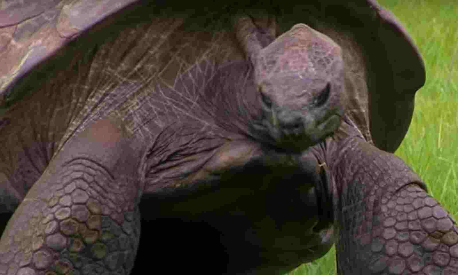 190 Years Old Tortoise Hold Guinness World Record For Being The World's  Oldest Living Land Animal