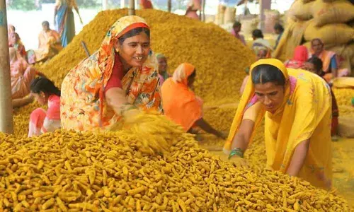 Prolonged monsoon hits turmeric farmers hard