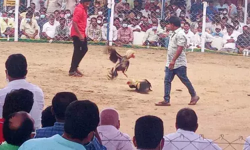 Kakinada: Sankranti revellers cock a snook at cops