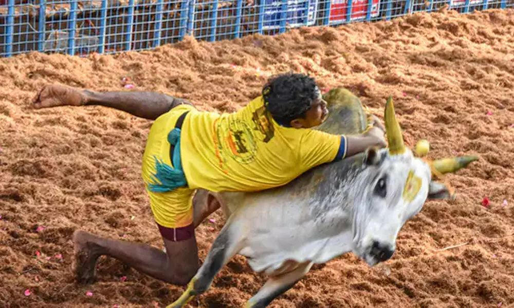 A bull tamer attempts to tame a bull during the Avaniyapuram jallikattu as part of Pongal celebrations in Madurai.