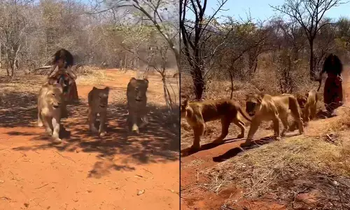 A Woman Walking Freely Among The Group Of Lionesses In The Jungle