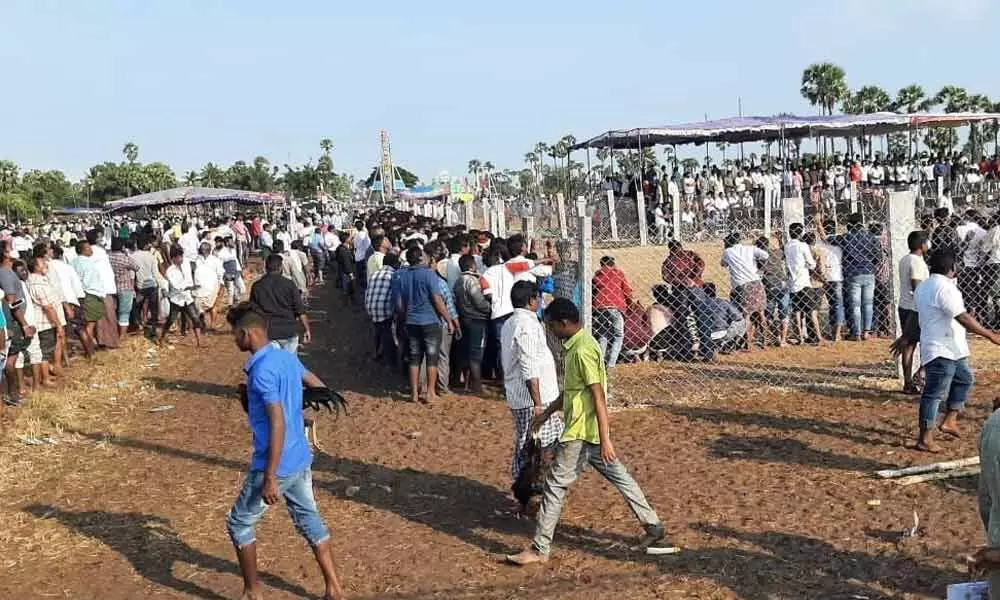 Cockfights going on at Pallekona under Bhattiprolu mandal of Guntur district for the past two days