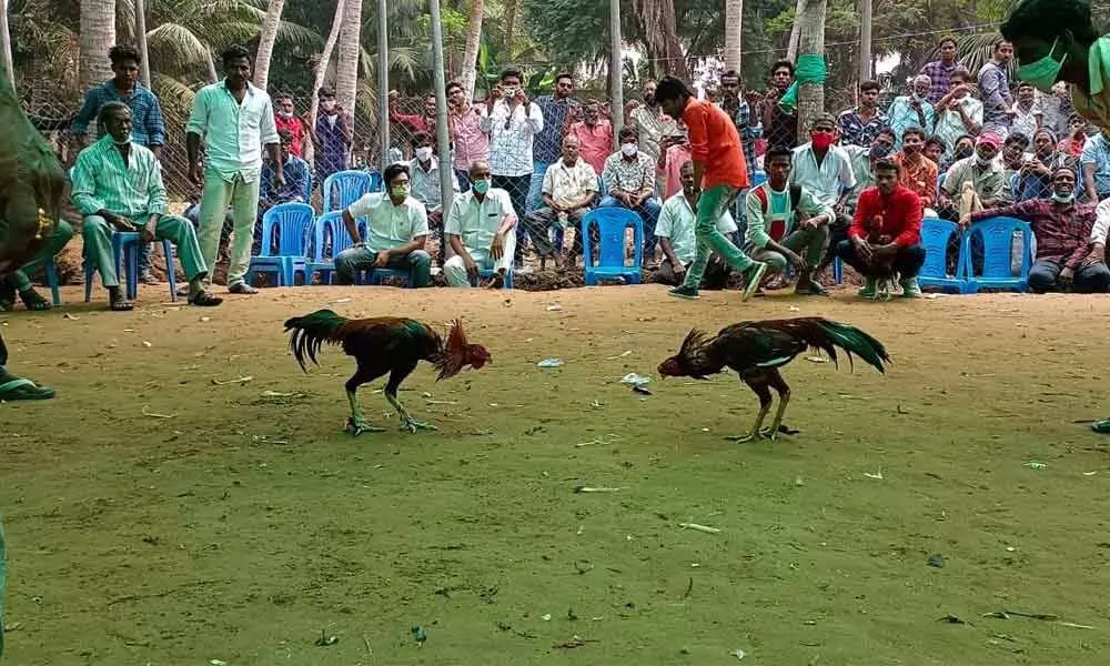 Prize cocks fighting during a cockfight organised at Pallamkurru in Katrenikona mandal of Konaseema region in East Godavari district on Sunday