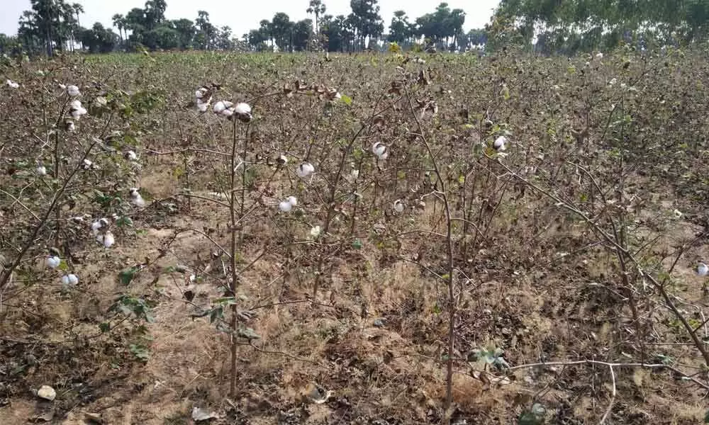 Damaged cotton crop damaged in Pedddimili village