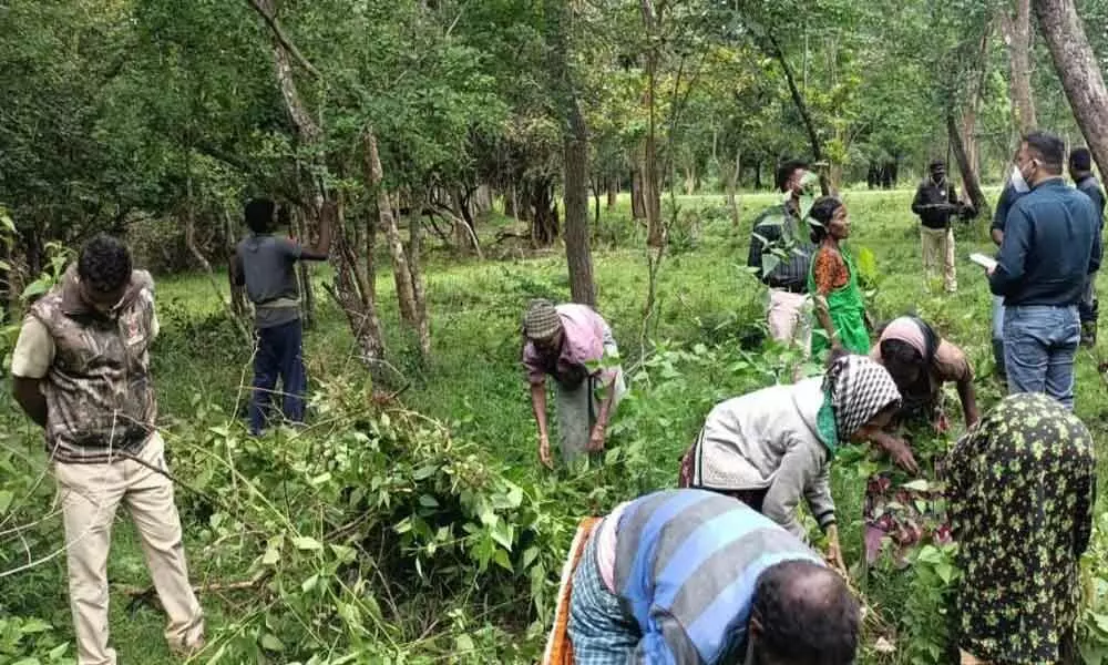 Mysuru: Forest dept takes up weeding of lantana under MNREGS