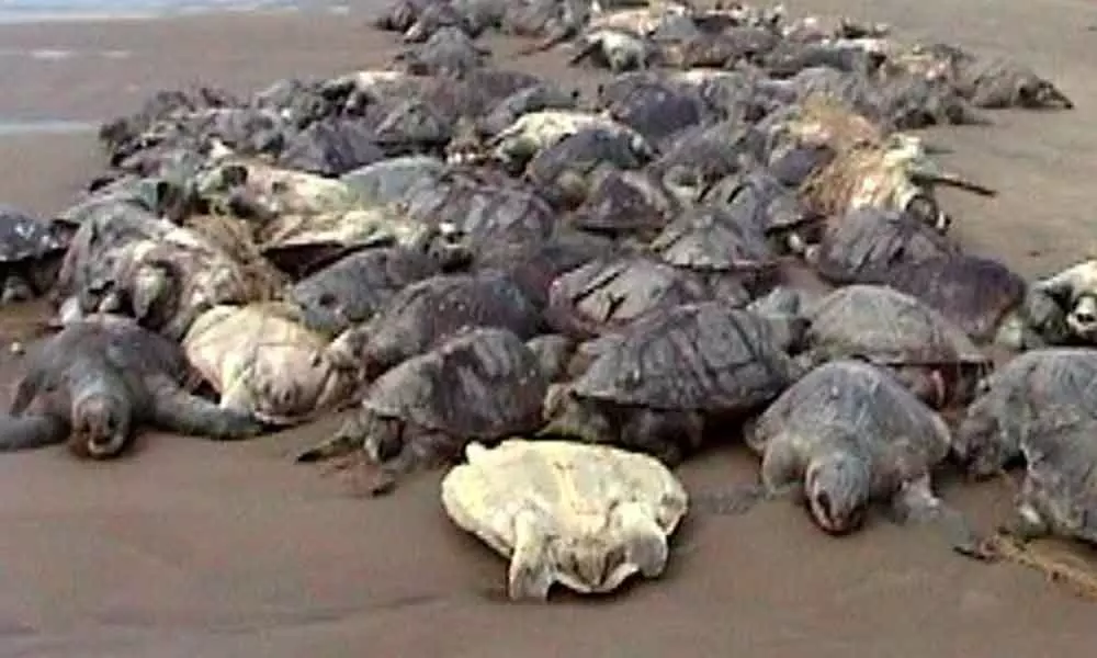 Dead turtles collected by forest officials on the coast in  Gara mandal in Srikakulam district (file picture)