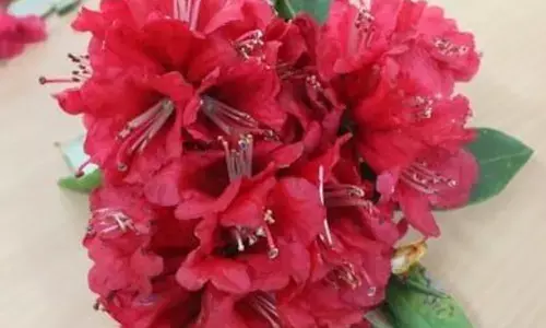 IIT-Mandi team finds plant to help fight Covid infection