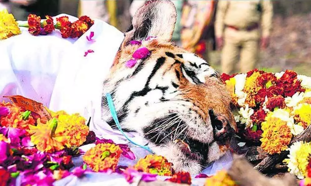 Watch The Trending Video Witnessing The Last Rites Of Madhya Pradeshs Famous Tigress Collarwali