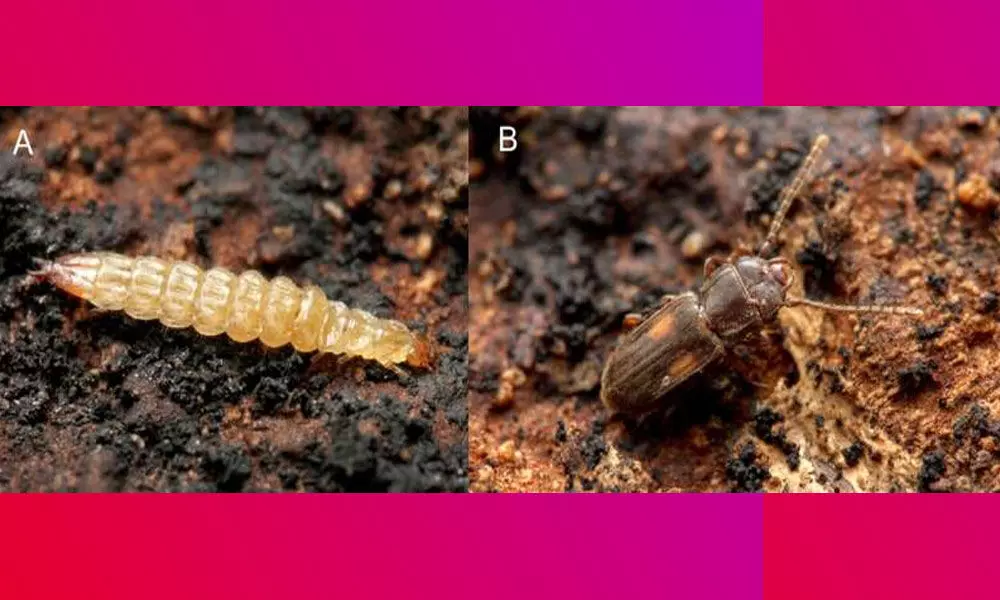 A team of researchers has discovered a previously unrecorded jumping behavior in the larvae of a specie