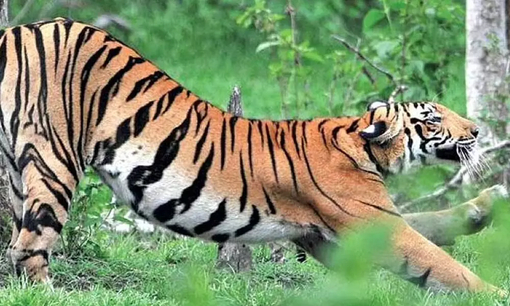 Tiger Census Will Be Starting In Karnatakas Bandipur Reserve From Today