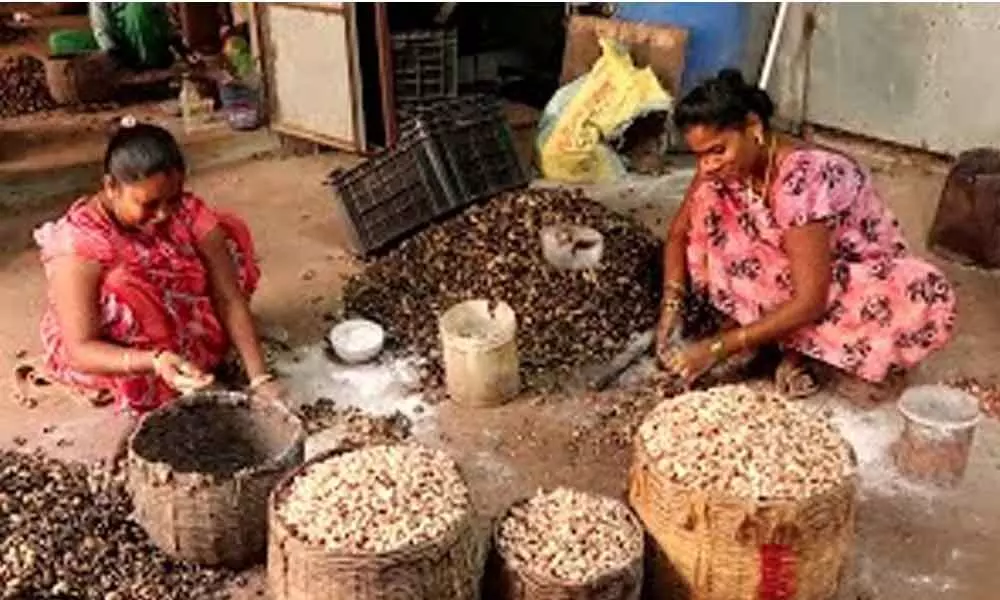 Srikakulam: Cashew farmers demand MSP for produce