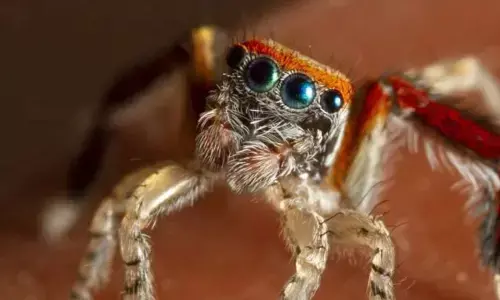 Jumping Spider Can Not Recognize Its Own Brightest Color