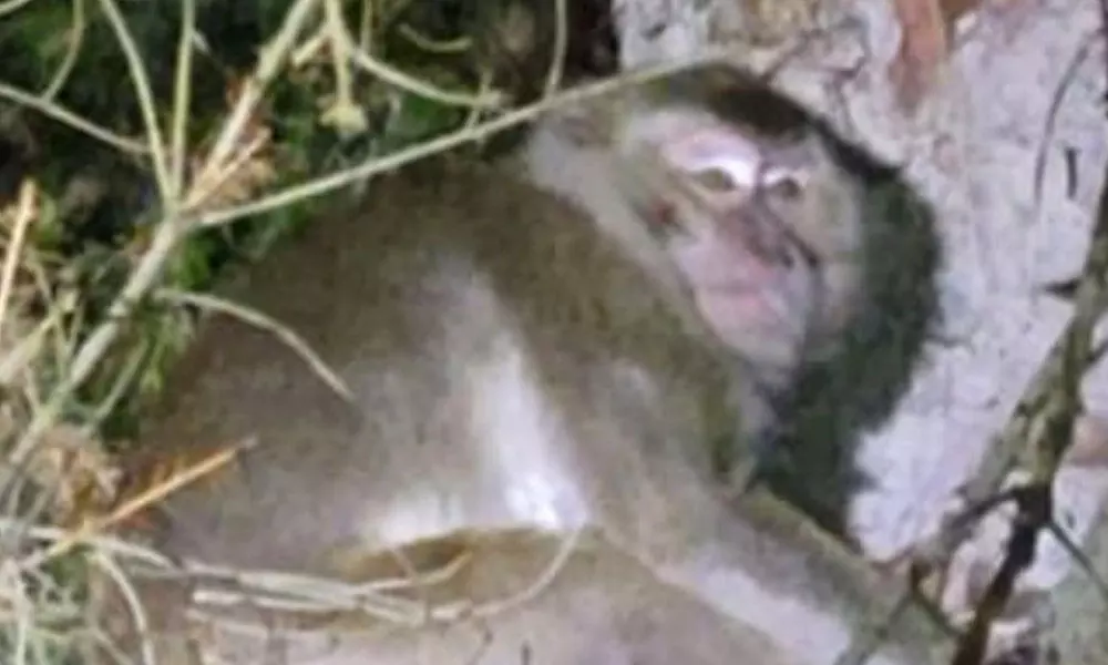 Police Trying To Recover Monkeys Those Fled After Truck Crashed In Pennsylvania