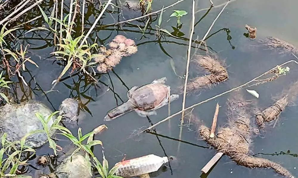 57 Indian flapshell turtles were found dead, whereas another six were rescued.