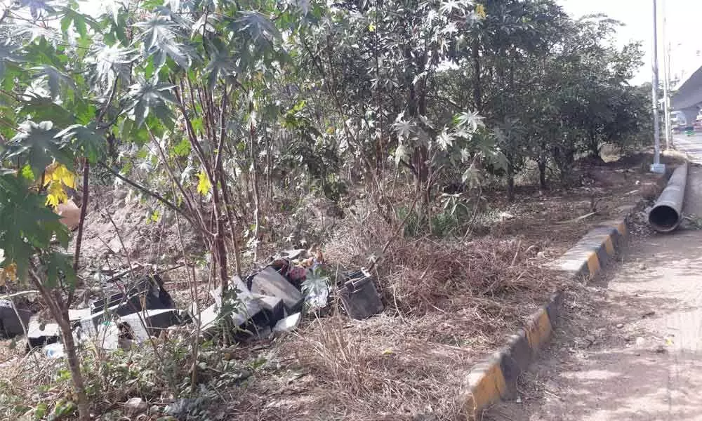 Hyderabad: Wild bushes swallowing Haritha Haram saplings